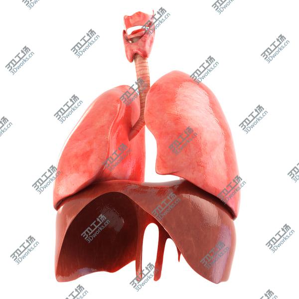 images/goods_img/20210312/Lungs animated/3.jpg